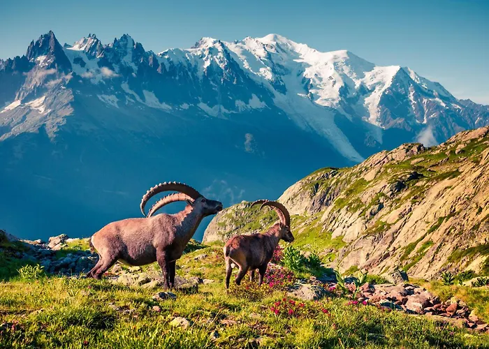 Grands Montets 502 In-ski Out - Happy Apartman *